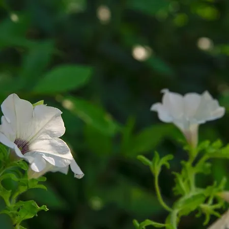 Il Borgo * Casteldelci