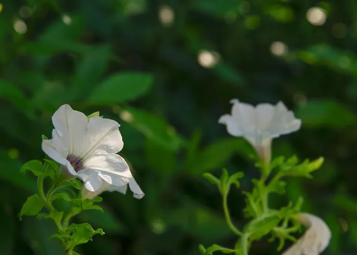 Il Borgo * Casteldelci
